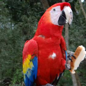 Туристов встречают милые попугаи ара. - Гондурас 2016.