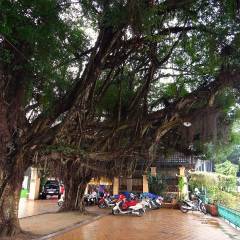 многовековые деревья -  повидали многое - Фотоотчет Вьетнам 2019. Часть 1 - день 1
