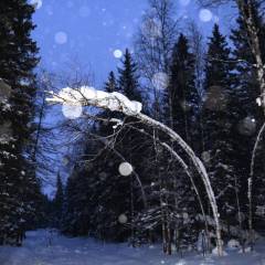 И Этот уютно устроившись на деревце на снежной подушке сладко спит. - Поездка группы «Вестники» на Зюраткульский геоглиф 09 февраля 2020 года.